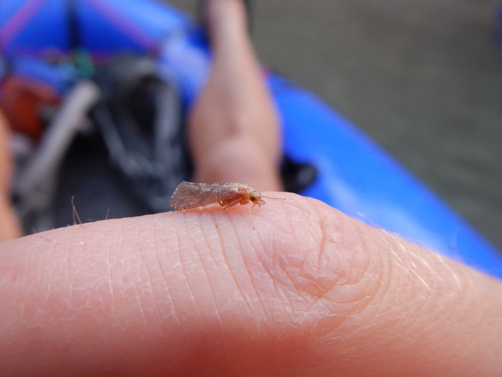 Caddis — Adult