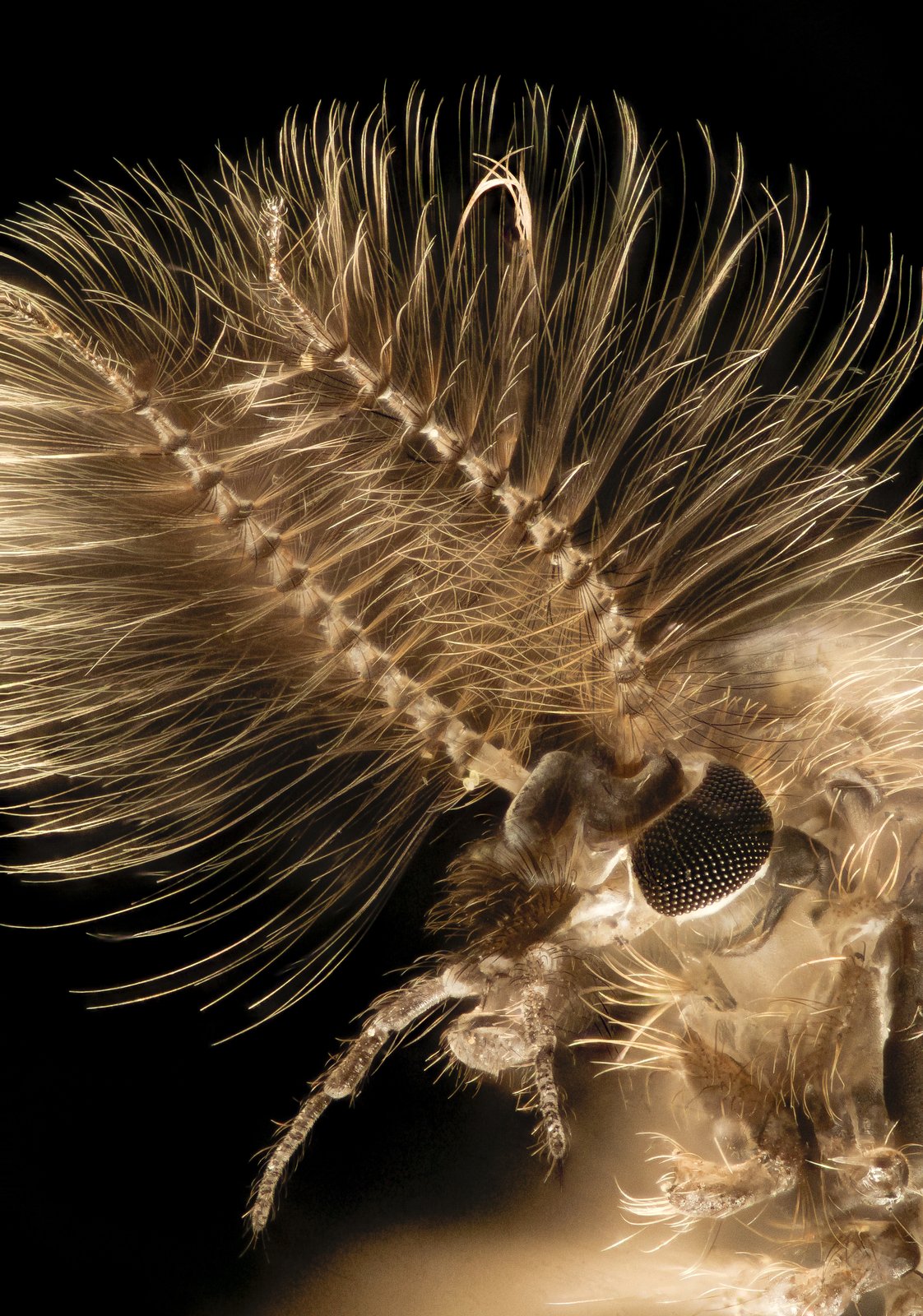 Midges — Adult